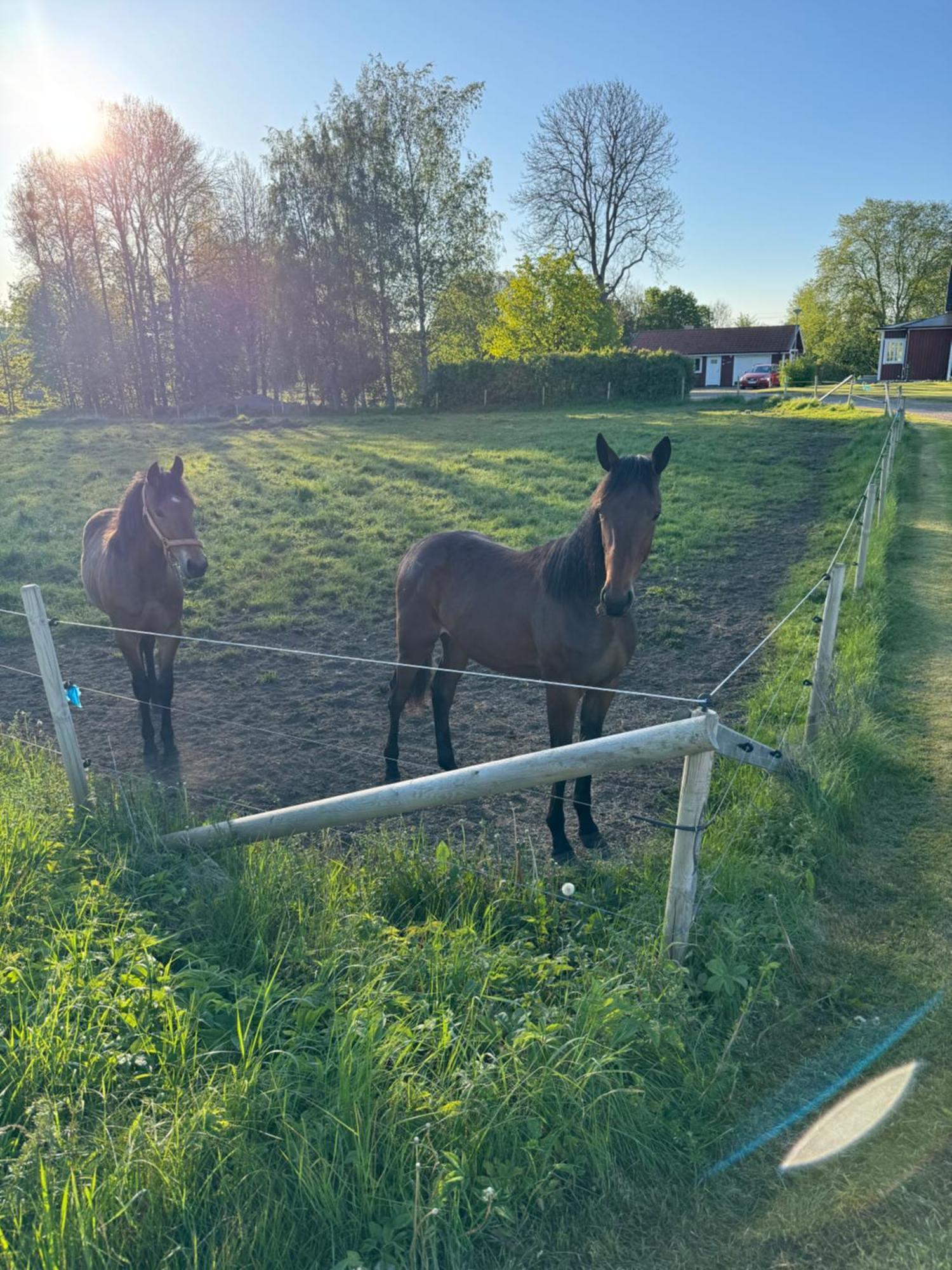 Skattegardens Gaesthus Villa Falköping Екстериор снимка
